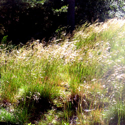 Gras